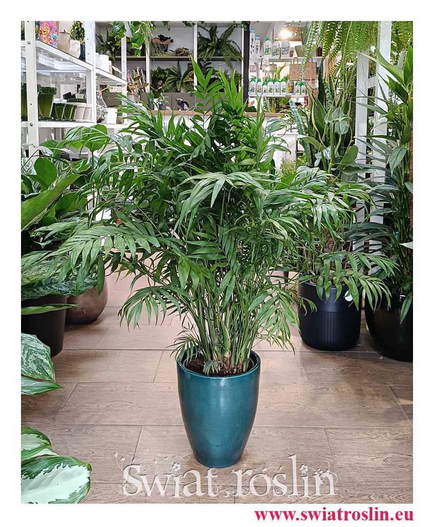 Wielka Chamaedorea Elegans kup z dostawą, Gęsta Chamedora Wytworna, Duża Modna Palma Koralowa z insta sklep