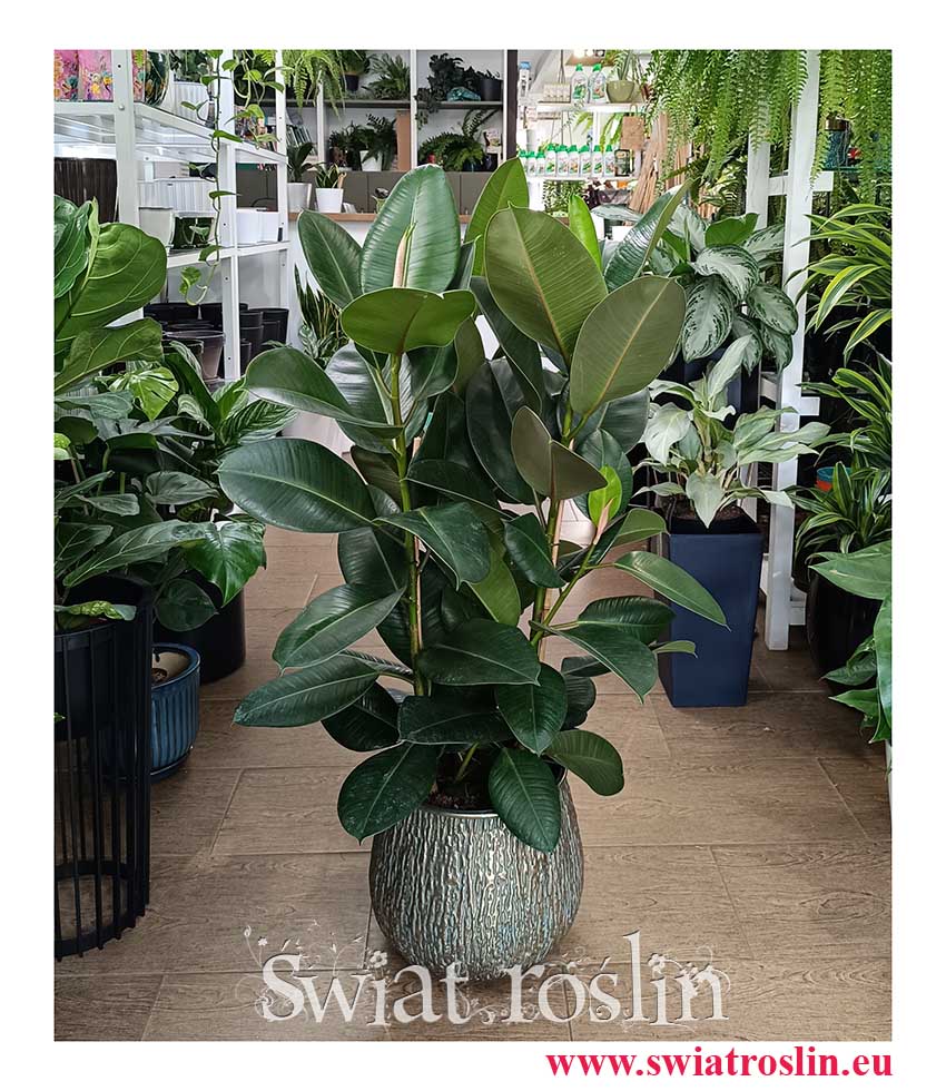 Wielki Fikus sprężysty Robusta, Wielki Figowiec sprężysty Robusta, Duży Ficus Elastica Robusta modne rośliny z PRL sklep online