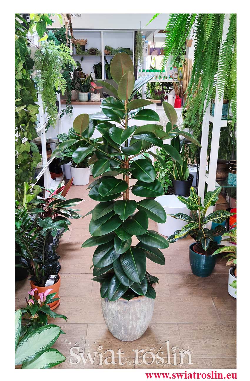 Wielki Fikus sprężysty Robusta, Wielki Figowiec sprężysty Robusta, Duży Ficus Elastica Robusta modne rośliny z PRL sklep online