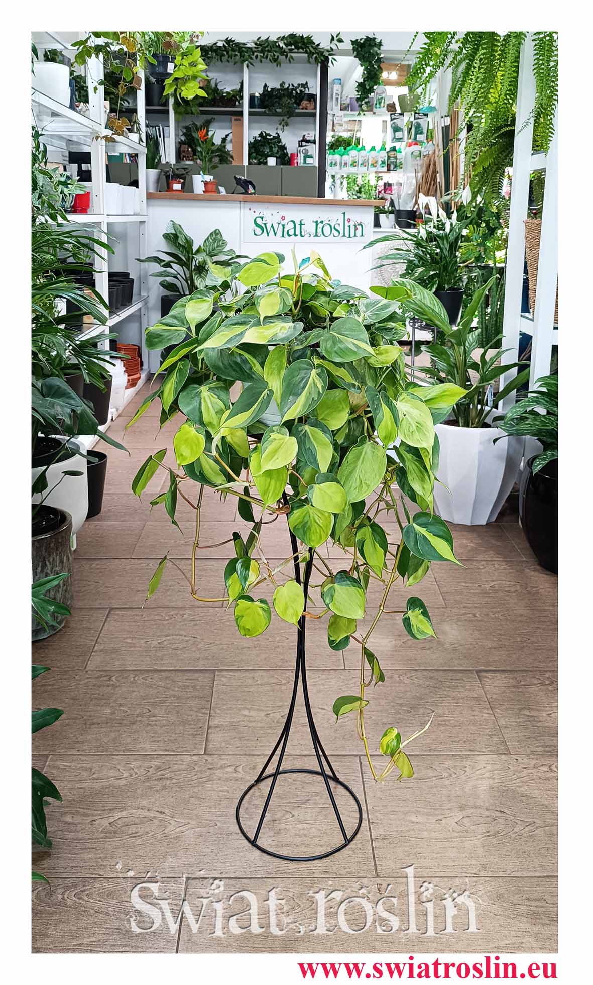 Wielki Filodendron Scandens Brazil modna roslina z instagrama do kupienia w najlepszej cenie i jakości z wysyłką, Duży Philodendron Pnący Brazil