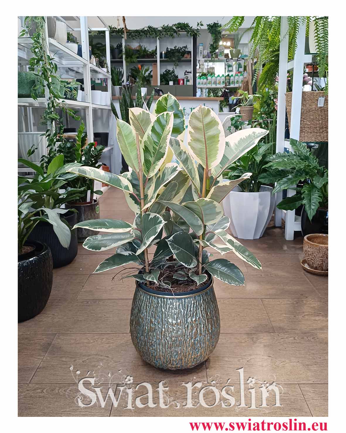 Wielkia roslina z insta Ficus Elastica Tineke z wysyłką ze sklepu internetowego online, Duży Fikus Tineke w najlepszej cenie z dostawą w całej Polsce