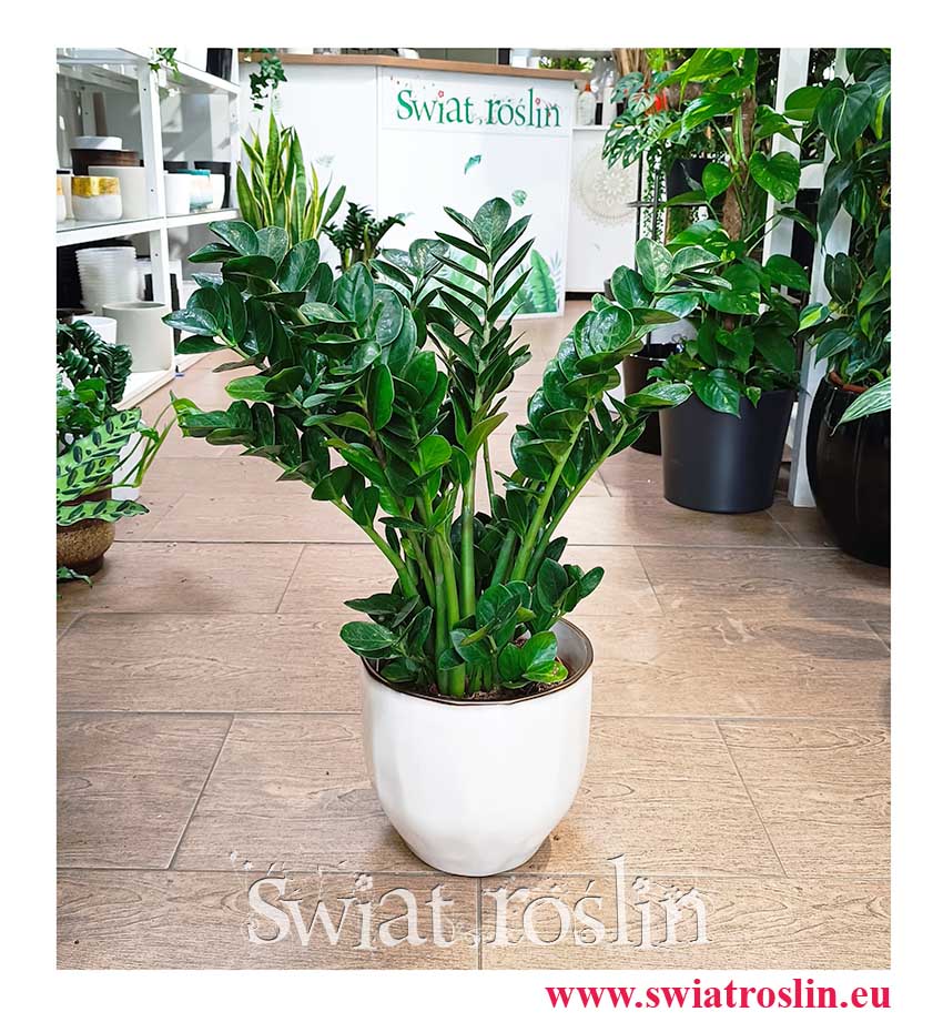 Zamioculcas Midori modna roślina z inasta do biura do firmy do domu do mieszkania z wysyłką, Zamiokulkas Midori