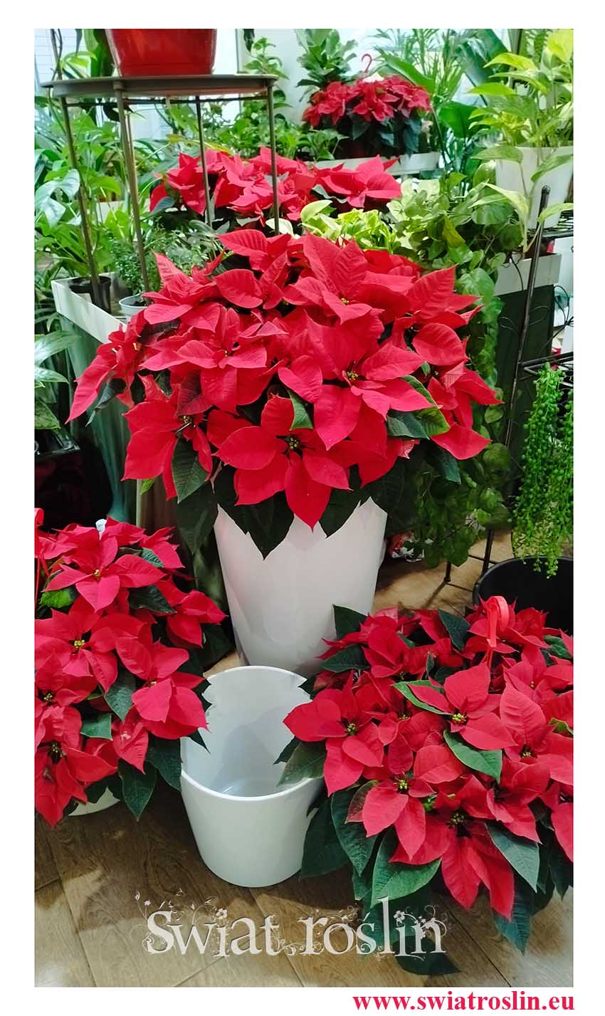 czerwona roślina świąteczna Poinsecja, czerwona roślina bożonarodzeniowa Gwiazda Betlejemska, Wilczomlecz nadobny, wilczomlecz piękny, poinsecja nadobna