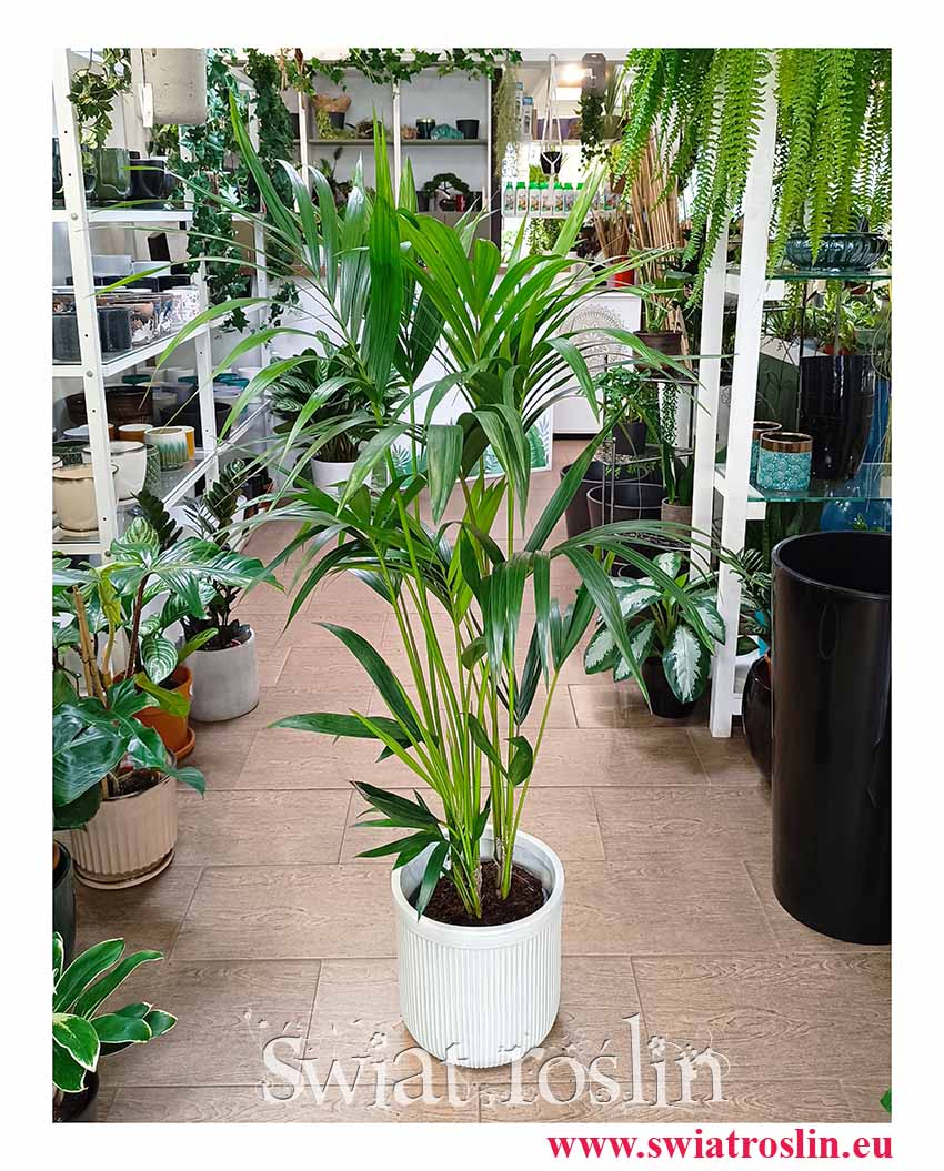 na sprzedaż Średnia Palma Kentia Howea Forsteriana , Średnia Palma Kencja Howea Fosteriana modne rośliny z insta sklep online