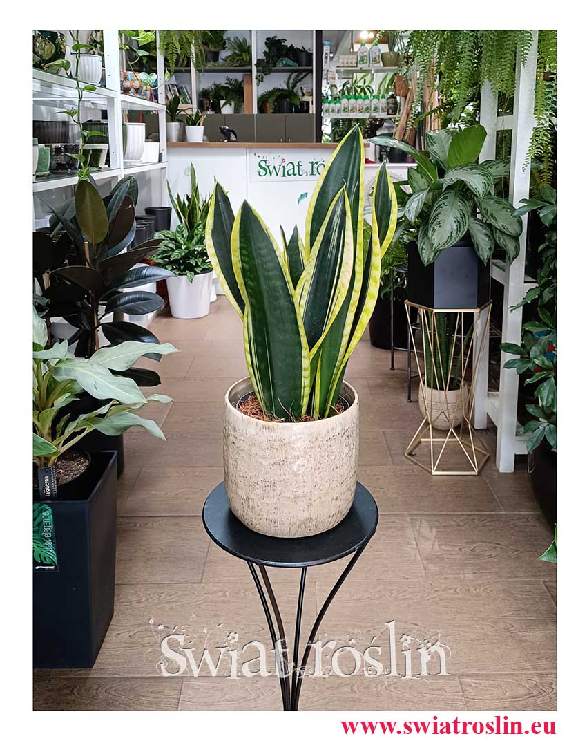 oczyszczają powietrze Sansevieria Trifasciata Fire modna roslina do domu do firmy do mieszkania z wysyłką ze sklepu online, Sansewiera Fire