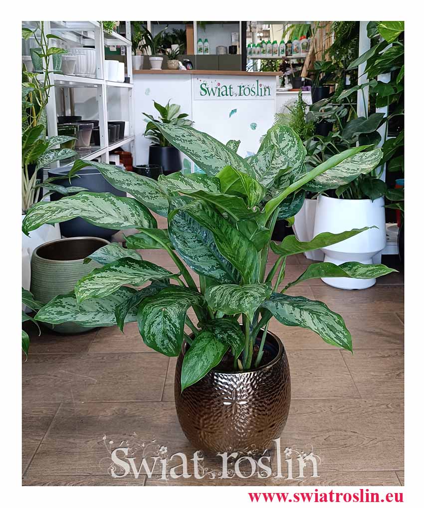 oczyszczająca powietrze łatwa w uprawie Aglonema Chantal, Aglaonema Chantal modna roślina doniczkowe  wysłka sklep internetowy online