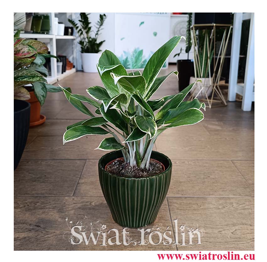 oczyszczająca powietrze Aglaonema White Lime, Aglonema White Lime popularna roślina z instagrama z wysyłką do domu
