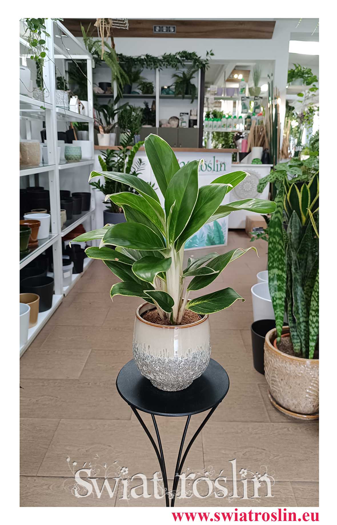 oczyszczająca powietrze Aglaonema White Lime, do biura do restauracji, do kawiarni, do firmydo domu do salonu na parapet