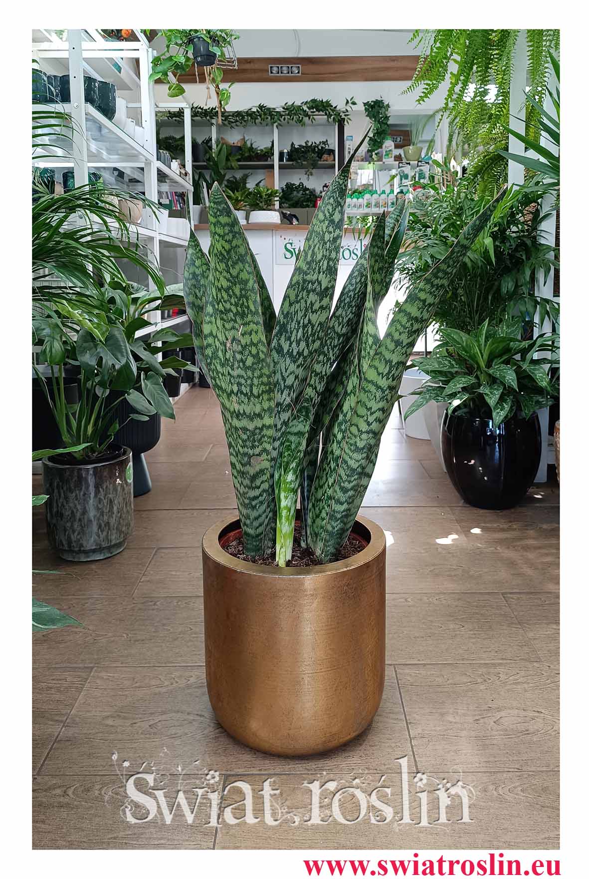 łatwa w uprawie oczyszczająca powietrze Sansevieria Jamaiquina z dostawą online, Sansewiera Jamajka Jamaiquina najlepsza cena