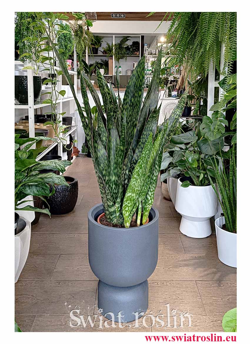łatwa w uprawie oczyszczająca powietrze Sansevieria Jamaiquina z dostawą online, Sansewiera Jamajka-Jamaika Jamaiquina dostawa kurier