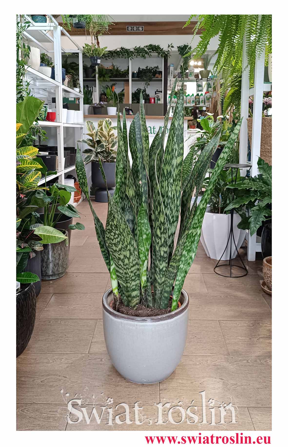 łatwa w uprawie oczyszczająca powietrze Sansevieria Jamaiquina z dostawą online, Sansewiera Jamajka-Jamaika Jamaiquina najlepsza cena