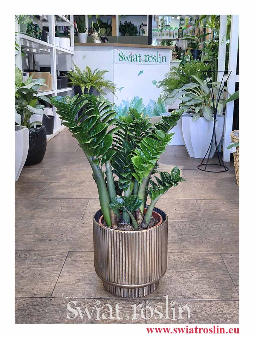 łatwy w uprawie popularny Duży Zamiokulkas Zenzi, Wielki Zamioculcas Zenzi modna roślina z instagrama i tik toka i FB