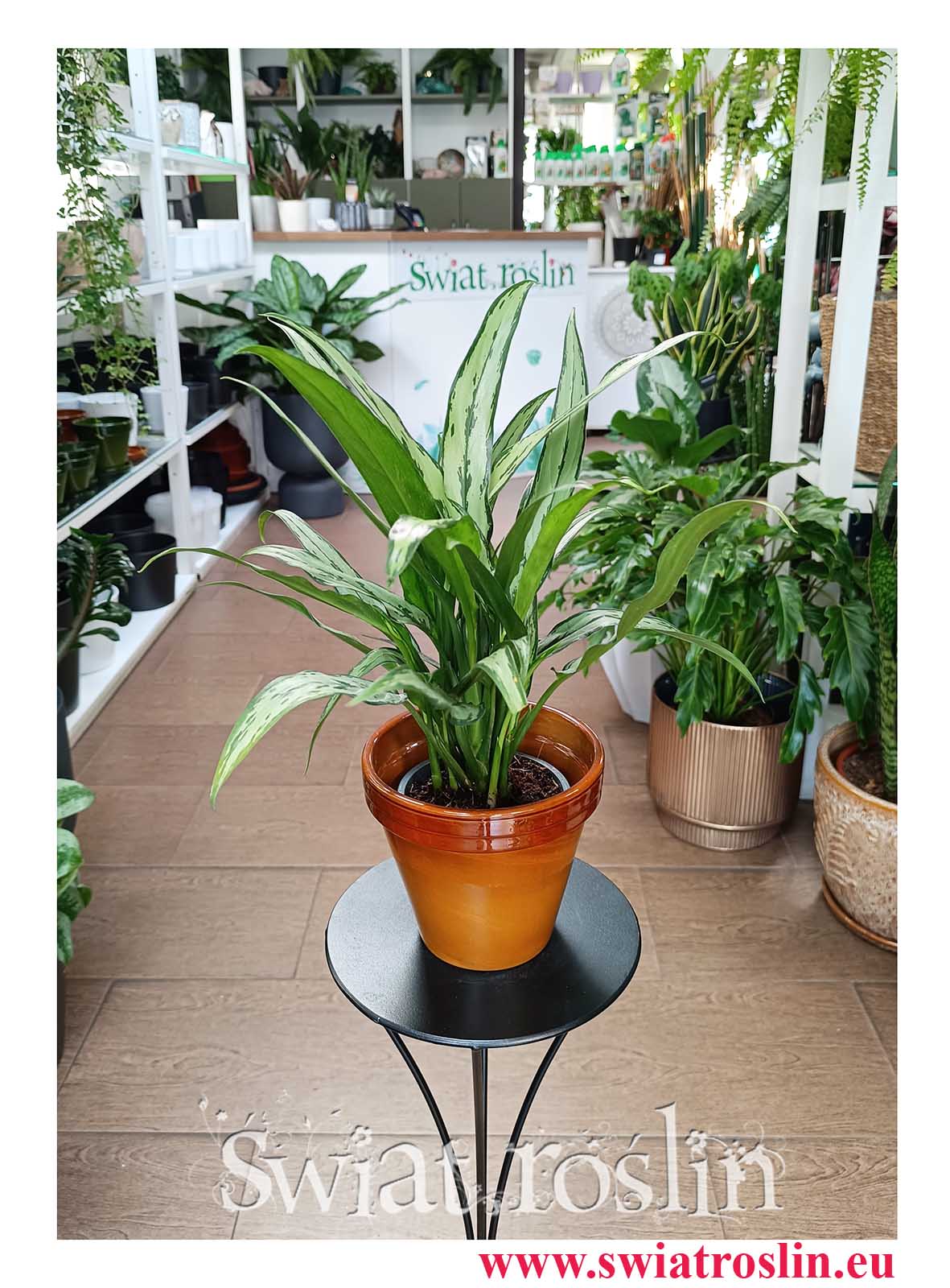Aglaonema Cutlass, Aglonema Cutlass oczyszczająca powietrze roslina z dostawa online do biura do firmy do kawiarni do restauracji