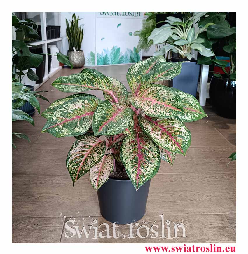 Aglonema Carnival Queen modna roslina z insta do kupienia z wysyłką do domu lub biura, Aglaonema Carnival Queen