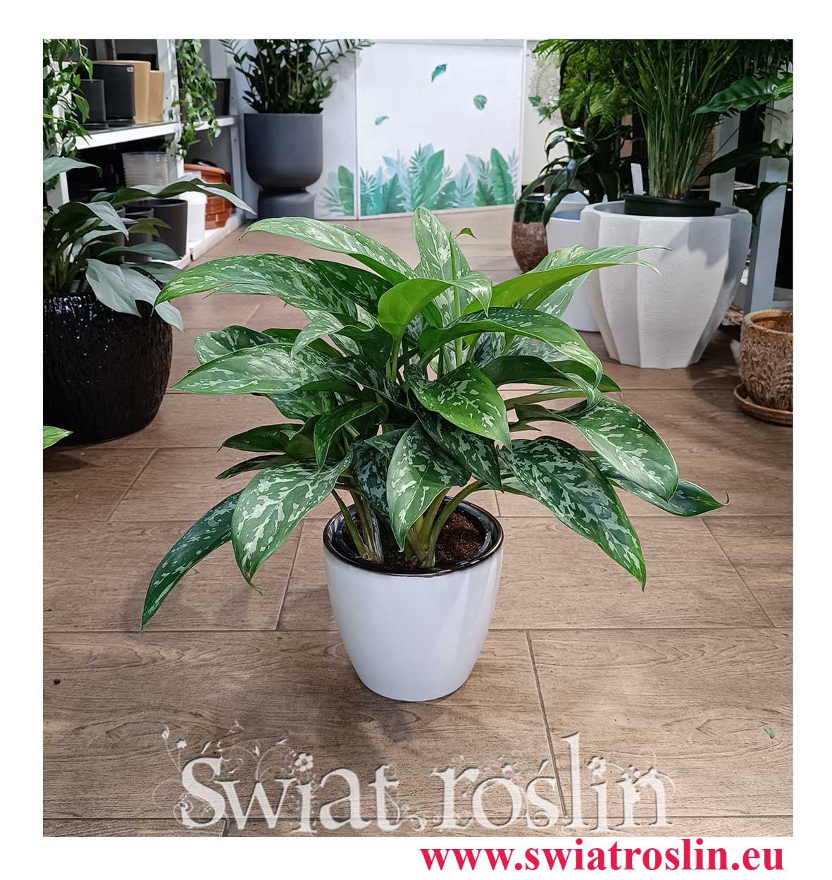 Aglonema Green Lady odporna roślina doniczkowa oczyszczająca powietrze, Aglaonema Green Lady do biura do firmy do restauracji do kawiarni do mieszkania