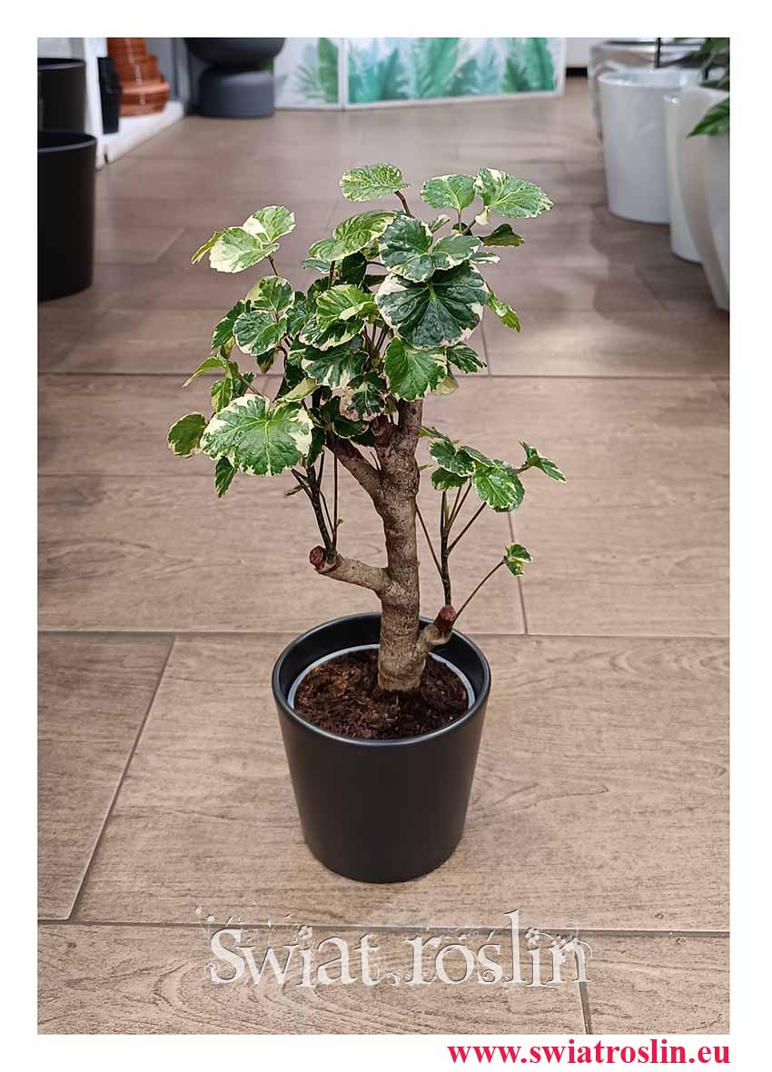 Aralia Scutellaria Balfourii, Polyscias Scutellaria Balfourii modna roślina doniczkowa ze sklepu online z dostawą lub stacjonarnie w Krakowie