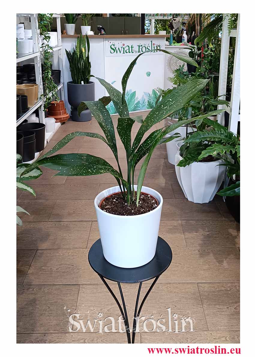 Aspidistra Elatior Milky Way roślina z instagrama z dostawą pod drzwi do biura do restauracji do kawiarni do domu,  Aspidistra Milky Way