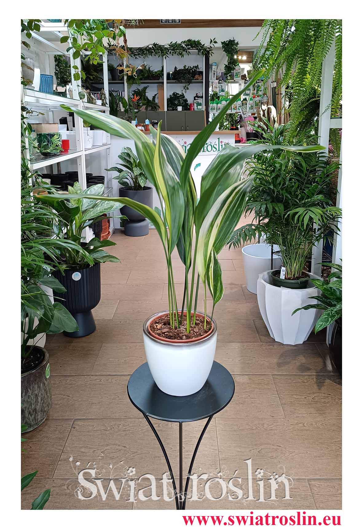 Aspidistra Wyniosła Variegata odporna roslina do biura do firmy do restauracji do kawiarni, Aspidistra Elatior Variegata