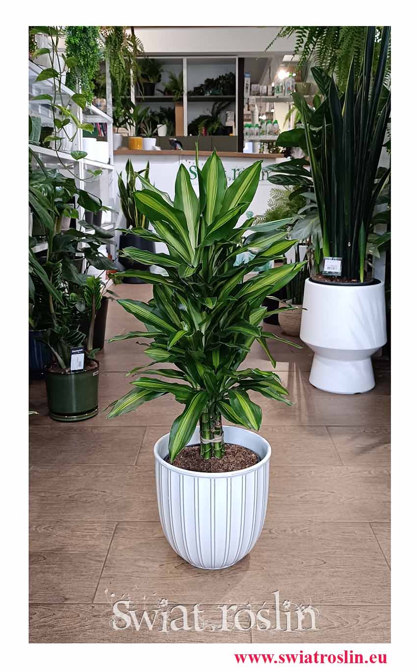 Dracaena Wonna Cintho, Dracena Fragrans Cintho oczyszczająca powietrze roślina w najlepszej cenie z dostawą