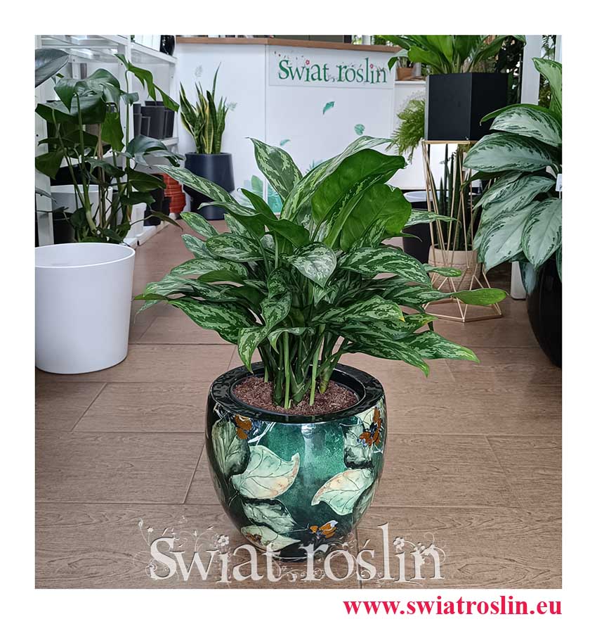 Duża Aglonema Maria, Wielka Aglaonema Maria do kupienia rośliny kwiaty doniczkowe sklep internetowy, rośliny do biura, firmy, hotelu, mieszkania