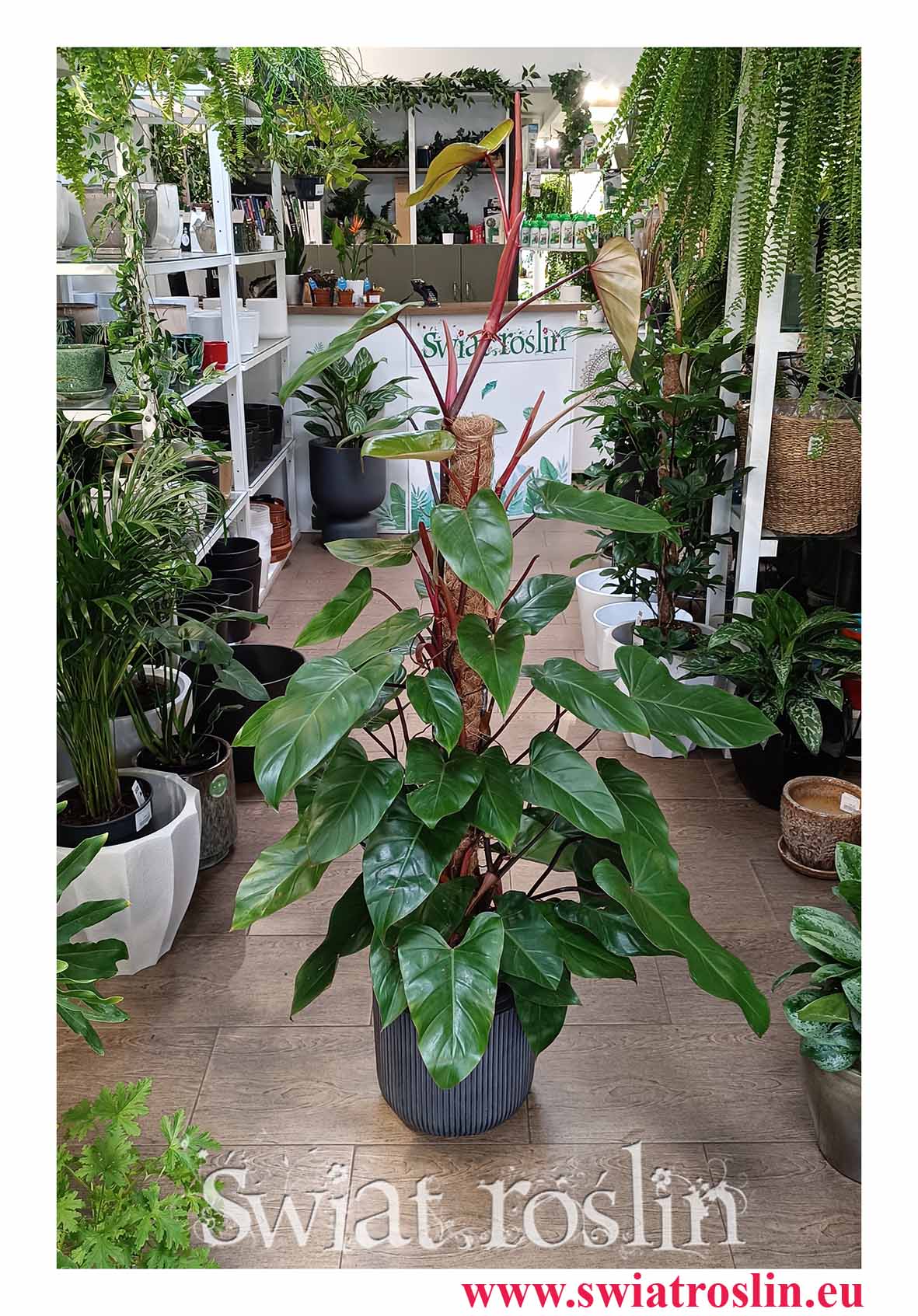 Duży Filodendron Red Emerald w najlepszej cenie i jakości do kupienia w sklepie online z dostawą, Wielki Philodendron Red Emerald