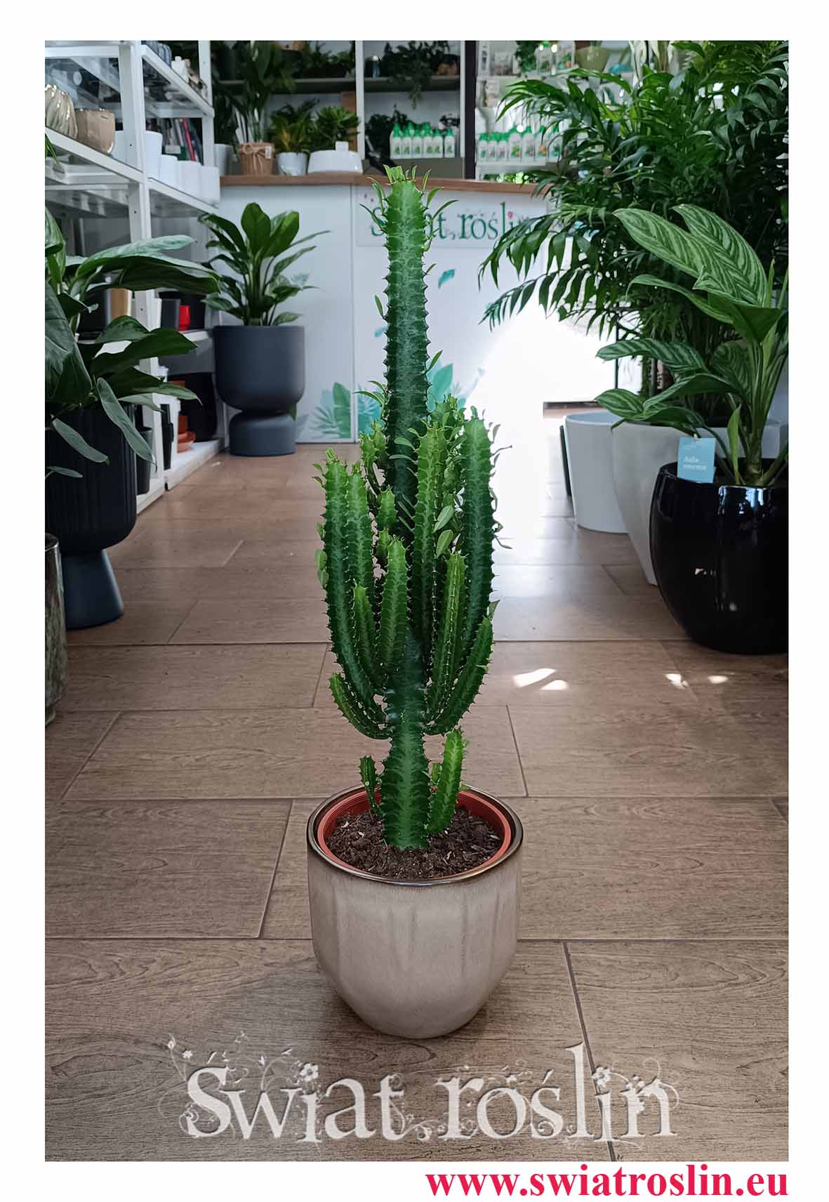 Dyży Wilczomlecz Trójżebrowy, Wielka Euphorbia Trigona do kawiarni do restauracji mało wymagająca roślina z dostawą ze sklepu internetowego