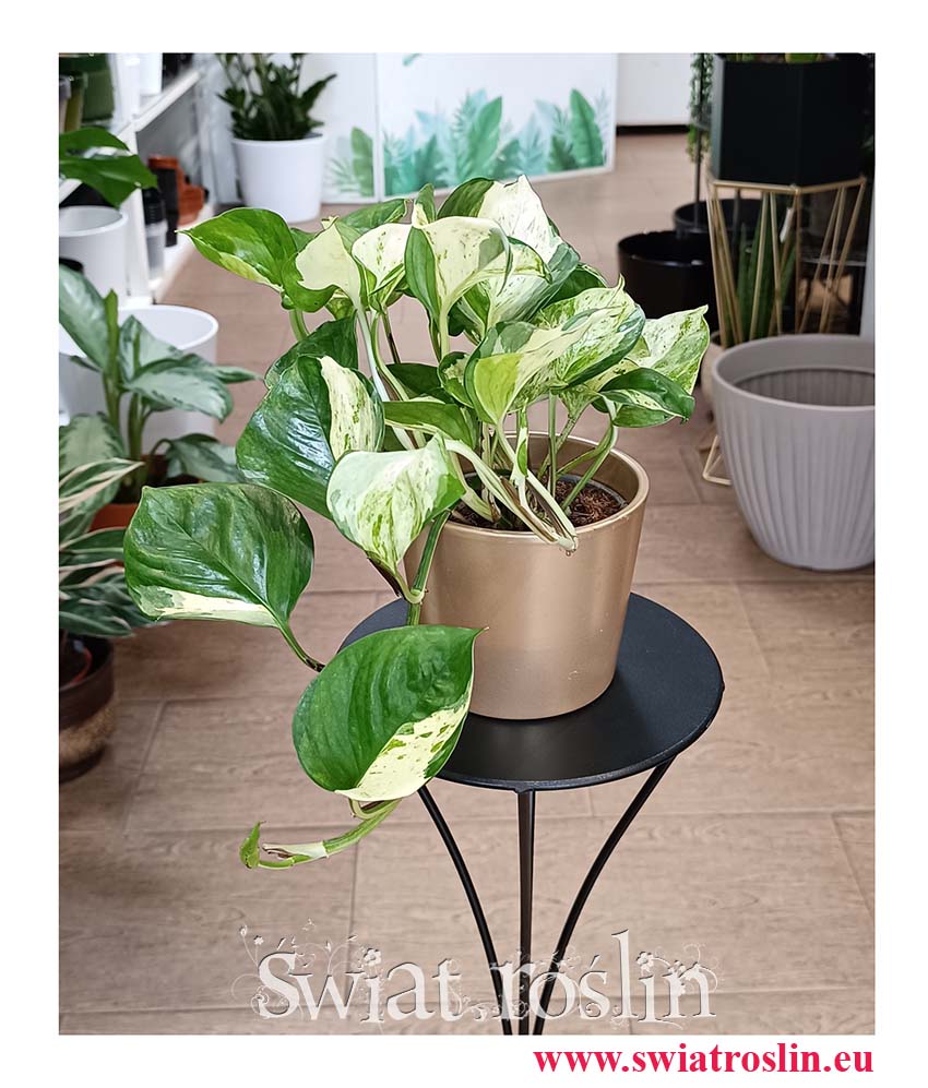 Epipremnum Pinnatum Manjula, wspaniały łatwy w uprawie  kolekcjonerski Scindapsus Pinnatum Manjula do biura firmy do domu do mieszkania z wysyłką