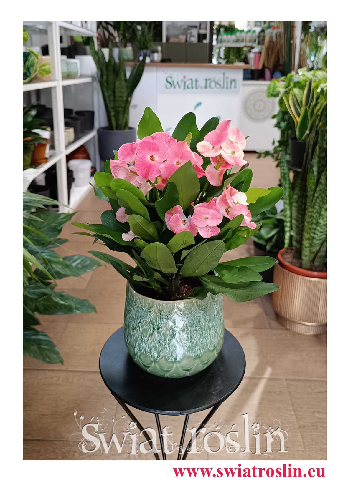 Euphorbia Milii Charlotte Pink w najlepszej cenie i jakości z dostawą do biura do hotelu do mieszkania, Wilczomlecz Milii Charlotte Pink