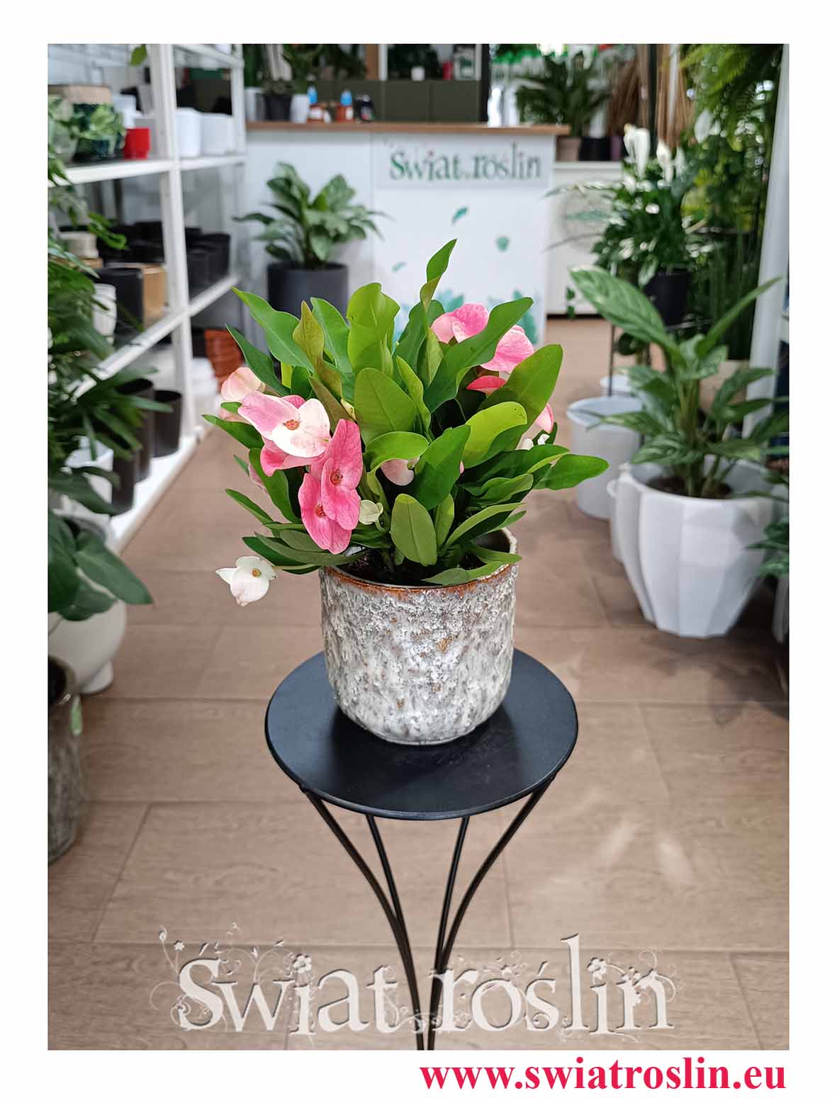 Euphorbia Milii Charlotte Pink w najlepszej cenie i jakości z dostawą, Wilczomlecz Milii Charlotte Pink
