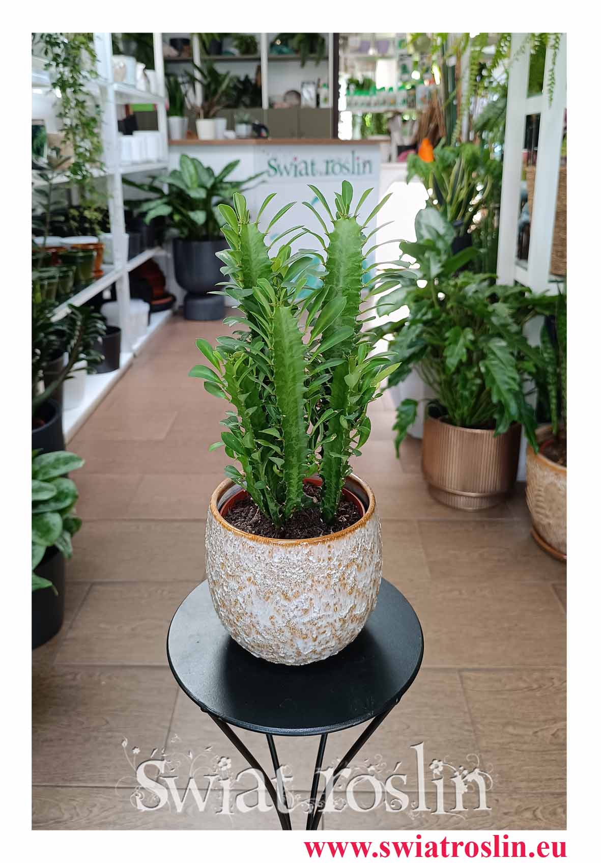 Euphorbia Trigona do restauracji do kawiarni do biura do mieszkania lub na parapet, Wilczomlecz Trójżebrowy z dostawą