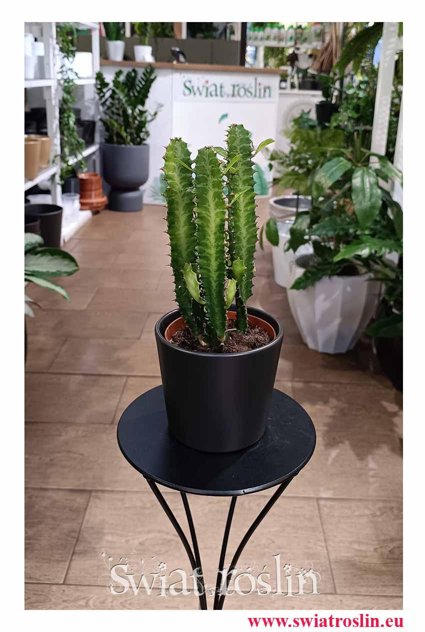 Euphorbia Trigona do restauracji do kawiarni do biura do mieszkania lub na parapet, Wilczomlecz Trójżebrowy