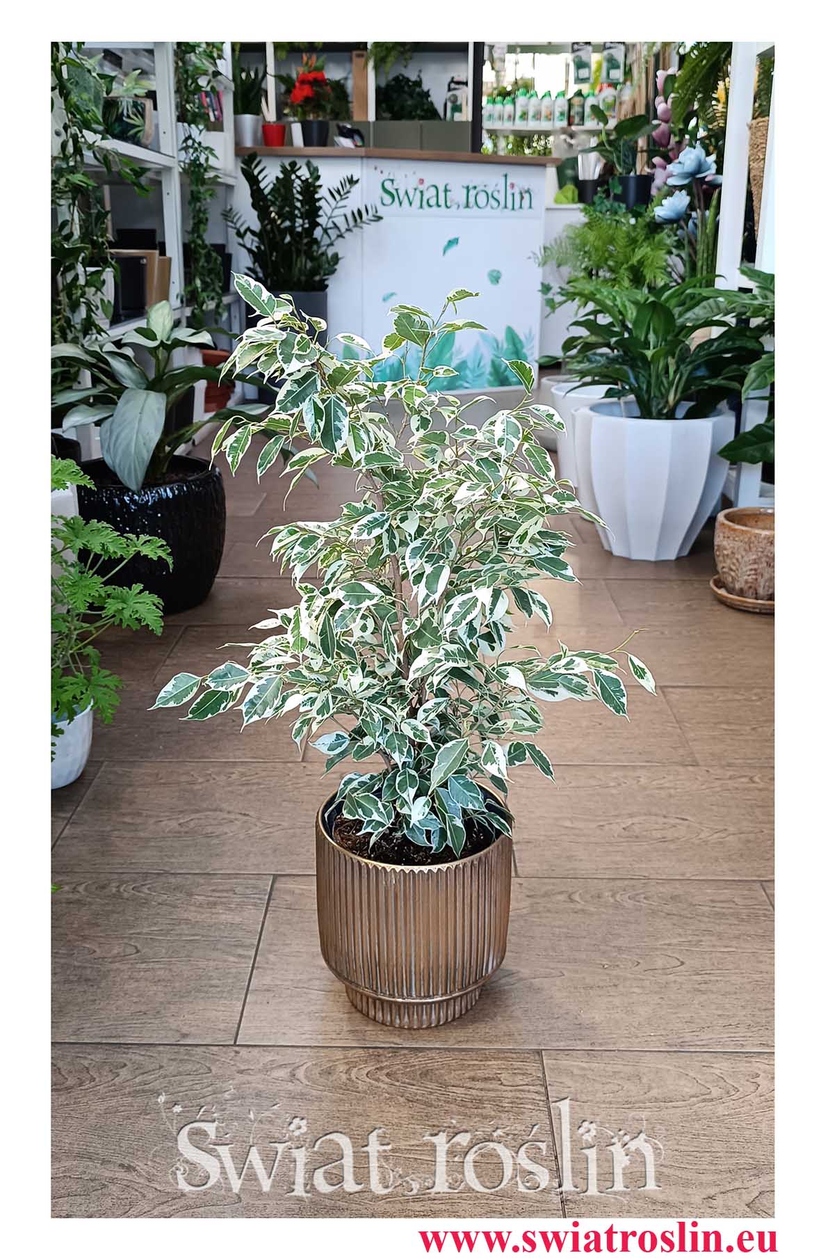 Fikus Benjamina Twilight sklep internetowy online z dostawą w najlepszej cenie i jakości, Ficus Benjamina Twilight