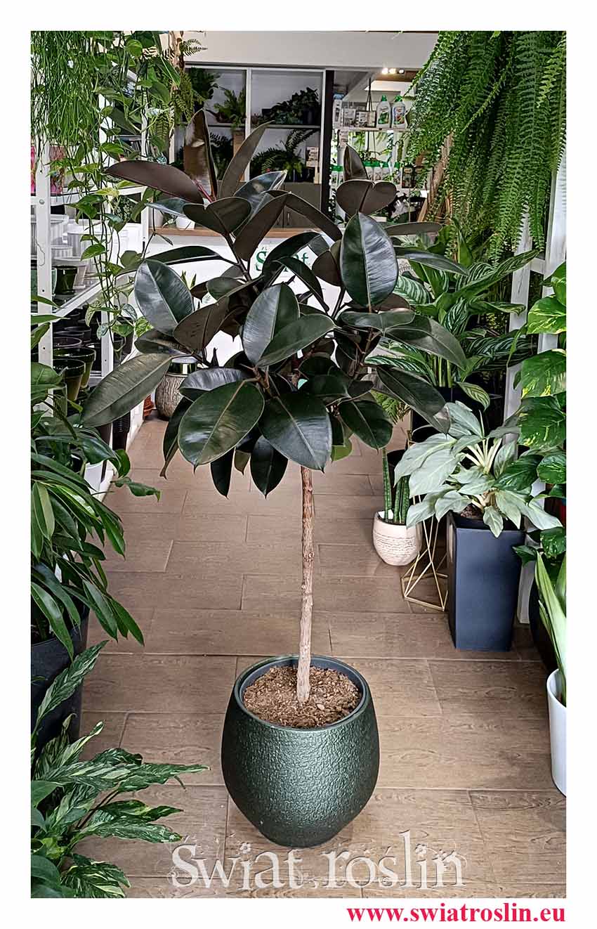 Fikus Elastica Abidjan Drzewko Ficus łatwy w uprawie oczyszczający powietrze do kupienia online internetowo lub w Krakowie