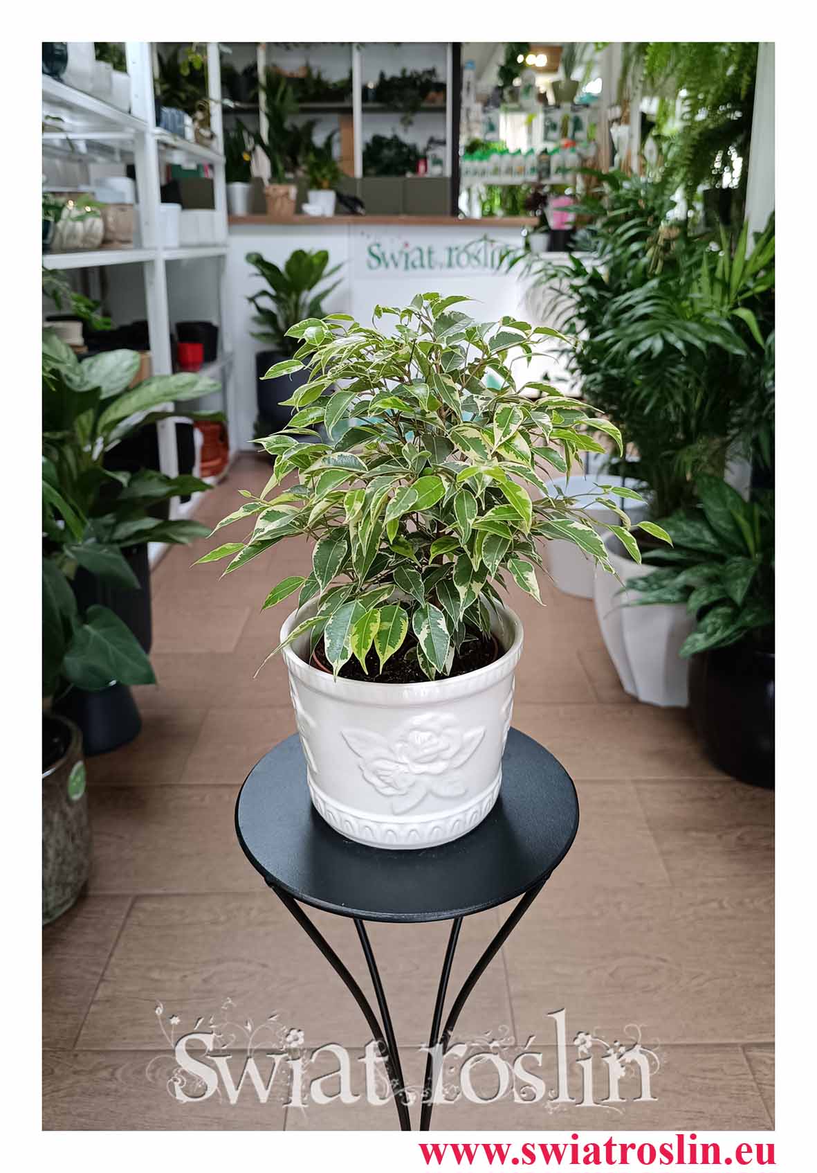 Fikus Kinky do kupienie online w sklepie internetowym z dostawą pod drzwi, Ficus Kinky