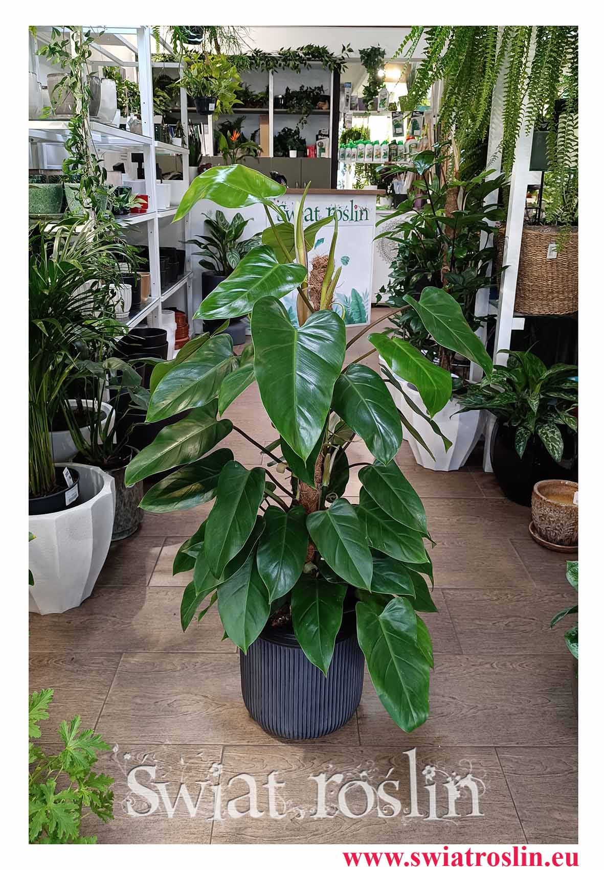 Filodendron Emerald Queen duża oczyszczająca powietrze roślina w niskiej cenie z dostawą, Philodendron Emerald Queen kup w Świat Roślin