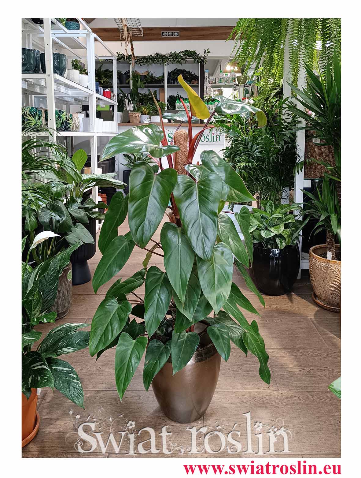 Filodendron Red Emerald najlepsza pnąca roślina doniczkowa z dostawą do domu do mieszkania, Philodendron Red Emerald