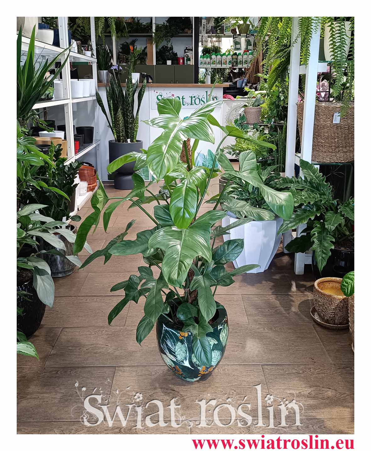 Filodendron Silver Violin łatwa w upraw roślina reprezentacujna do kupienia online z dostawą pod drzwi, Philodendron Silver Violin