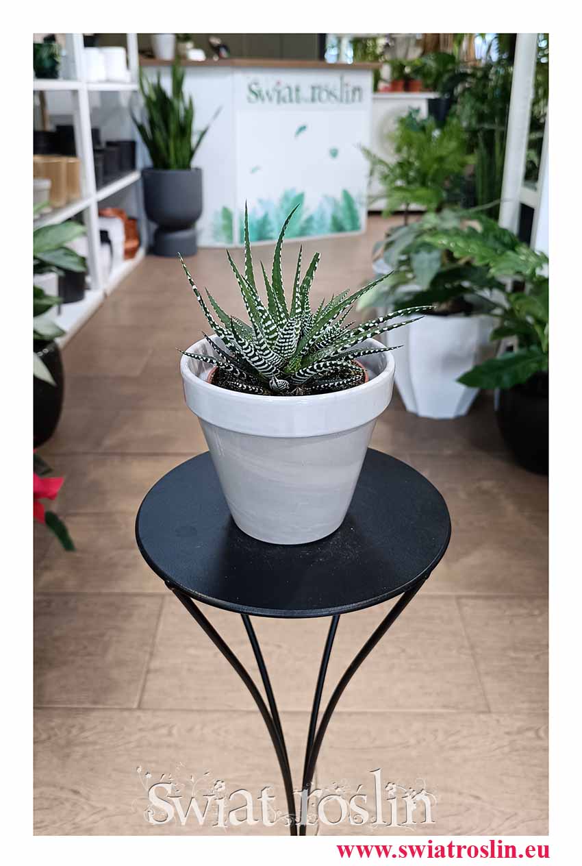 Haworsja Pasiasta Big Band, Haworthia Fasciata Big Band, Haworcja Pasiasta Big Band bezpieczna dla zwierząt i łatwa w uprawie roślina z dostawą do domu