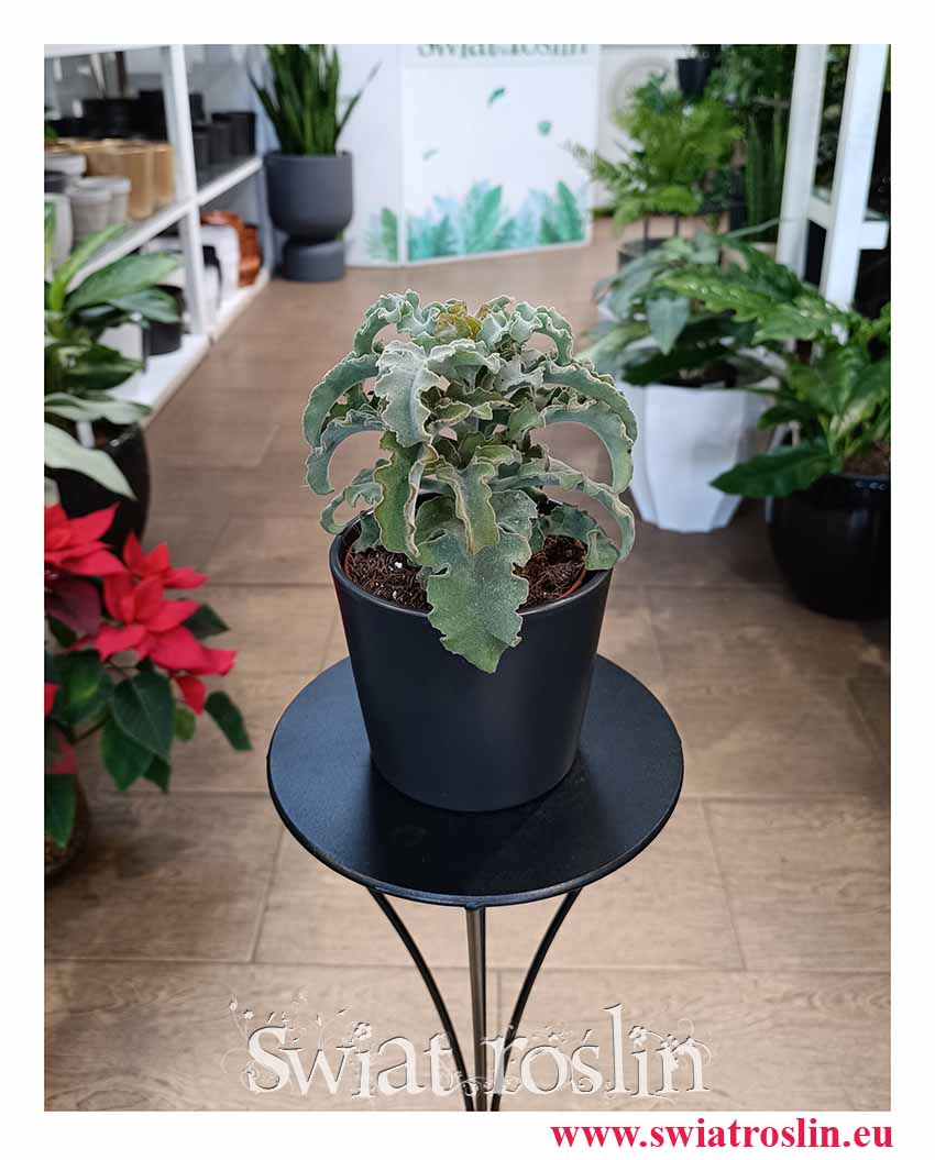 Kalanchoe Maltese Cross modna roślina doniczkowa z dostawą ze sklepu internetowego online, Kalansza Krzyż Maltański