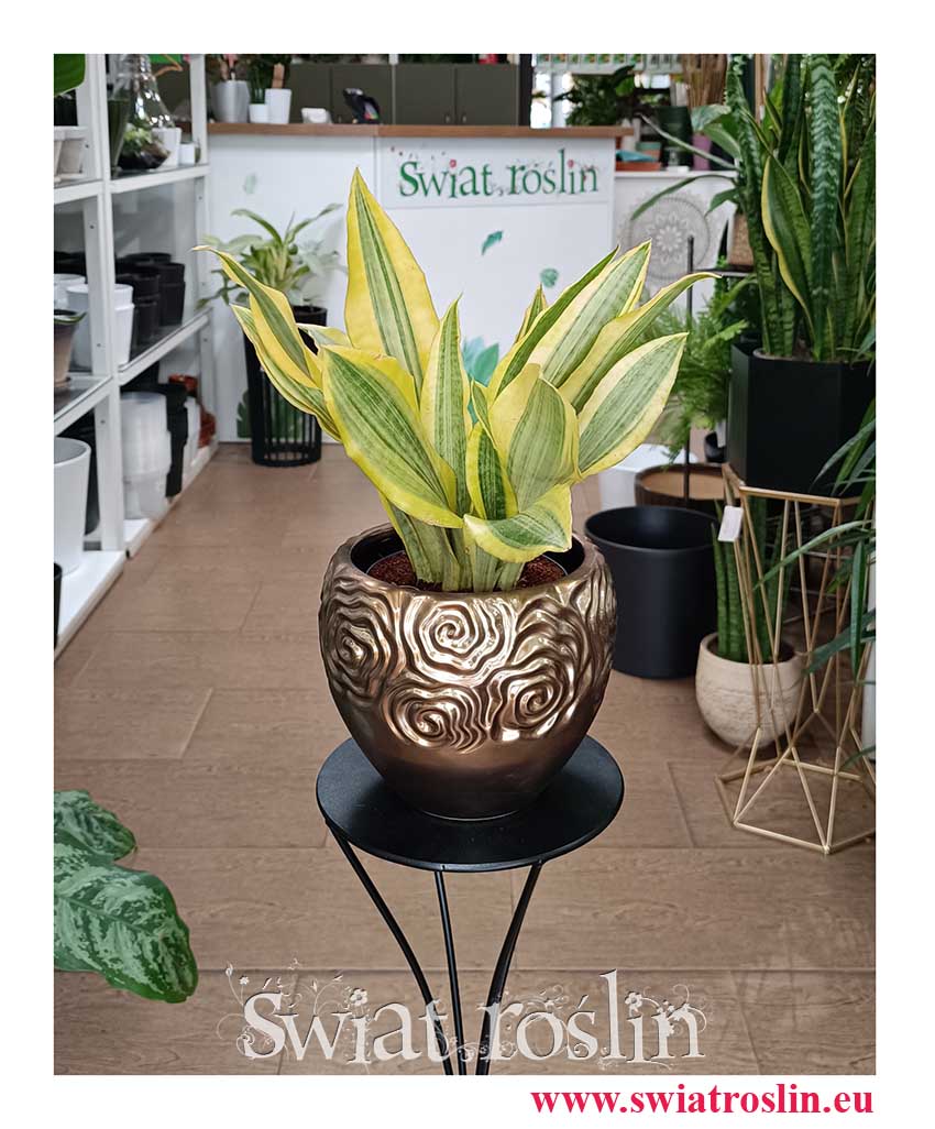 Kolekcjonerska modna i oczyszcająca powietrze Sansevieria Aubrytiana Yellowstone z dostawą ze sklepu, Sansewiera Yellowstone