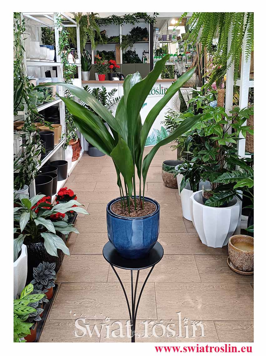 Kup dużą Aspidistra Elatior z dostawą, Wielka Aspidistra Wyniosła, Duża Żelazna Roślina kup online z dostawą do biura firmy lub kawiarni