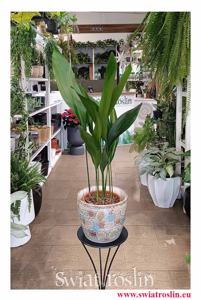 Kup dużą Aspidistra Elatior z dostawą, Wielka Aspidistra Wyniosła, Duża Żelazna Roślina kup online z dostawą