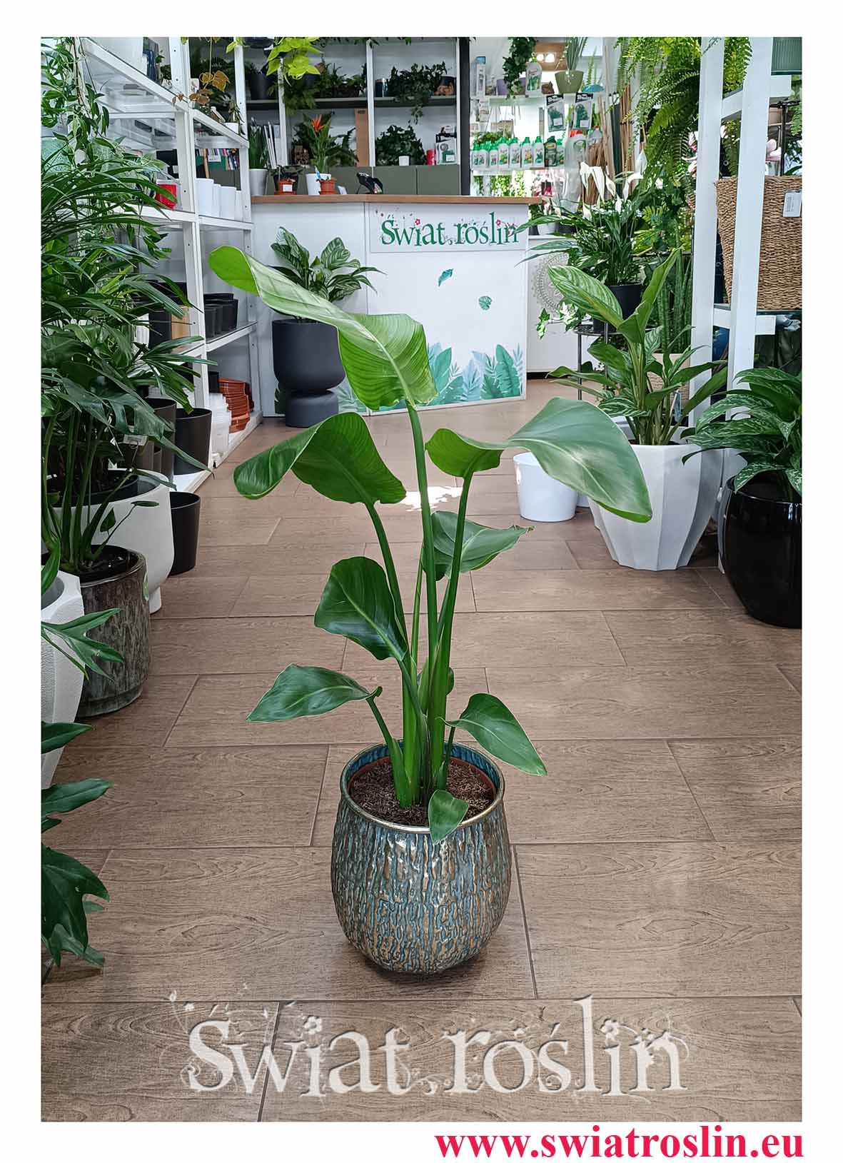 Mała Strelicja Nicolai, Mała Strelitzia Nicolai Mała Strelicja Biała do kupienia online internetowo z dostawą i lub stacjonarnie w sklepie w Krakowie