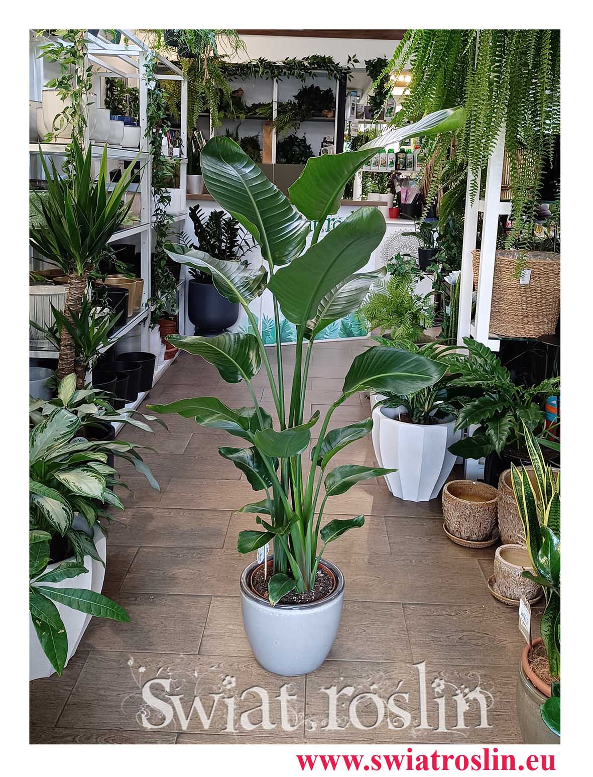 Mała Strelicja Nicolai, Mała Strelitzia Nicolai, Mała Strelicja Biała do kupienia online internetowo z dostawą i lub stacjonarnie w sklepie w Krakowie