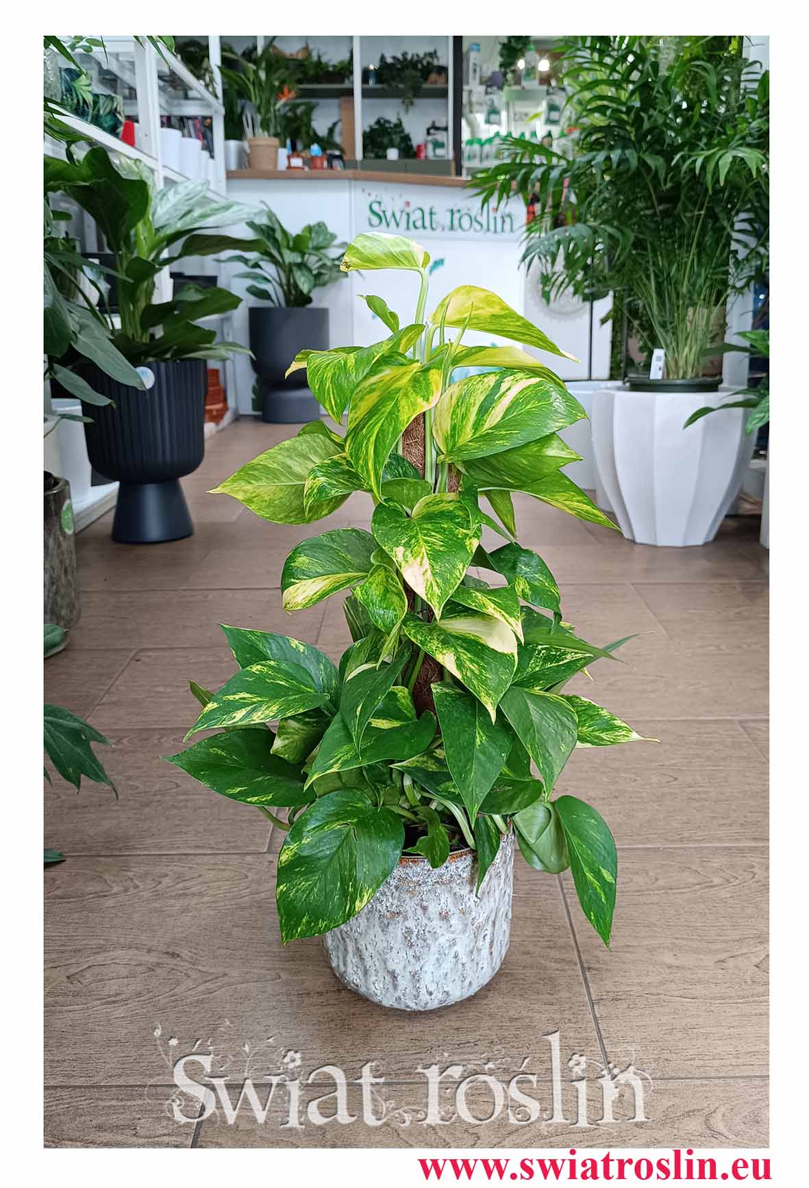 Małe Epipremnum Aureum na paliku do firmy do biura do restauracji do kawiarni z dostawą, Małe Epipremnum Złocistena paliku