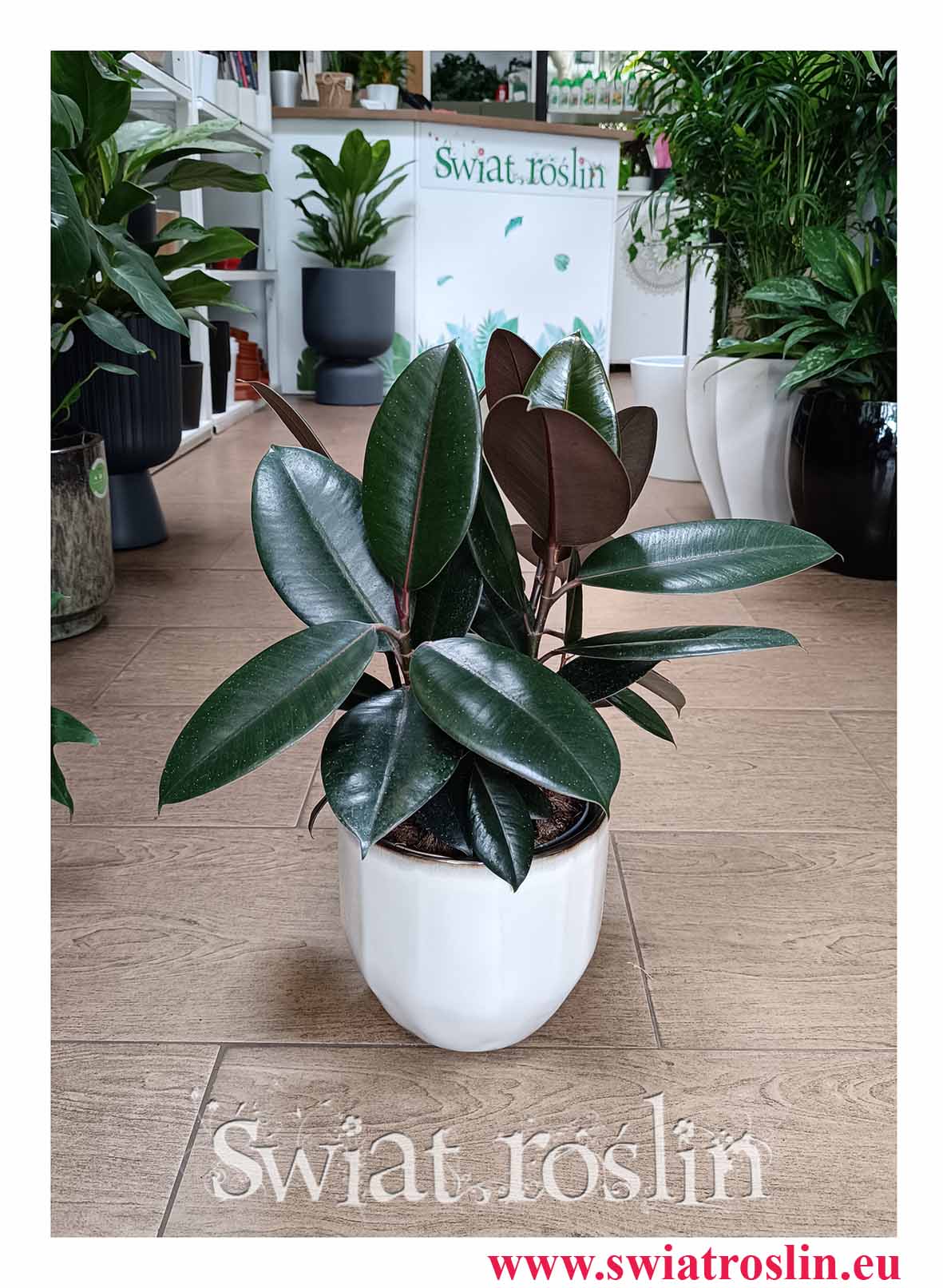 Mały Fikus Elastica Abidjan kultowa roślina z PRL do kupienia z dostawą, Mały Figowiec sprężysty Abidjan do kupienia z dostawą