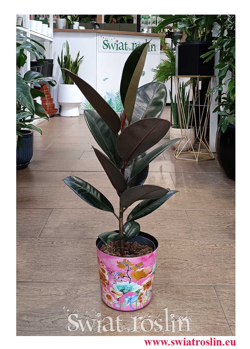 Mały Fikus Elastica Abidjan kultowa roślina z PRL do kupienia z dostawą, Mały Figowiec sprężysty Abidjan