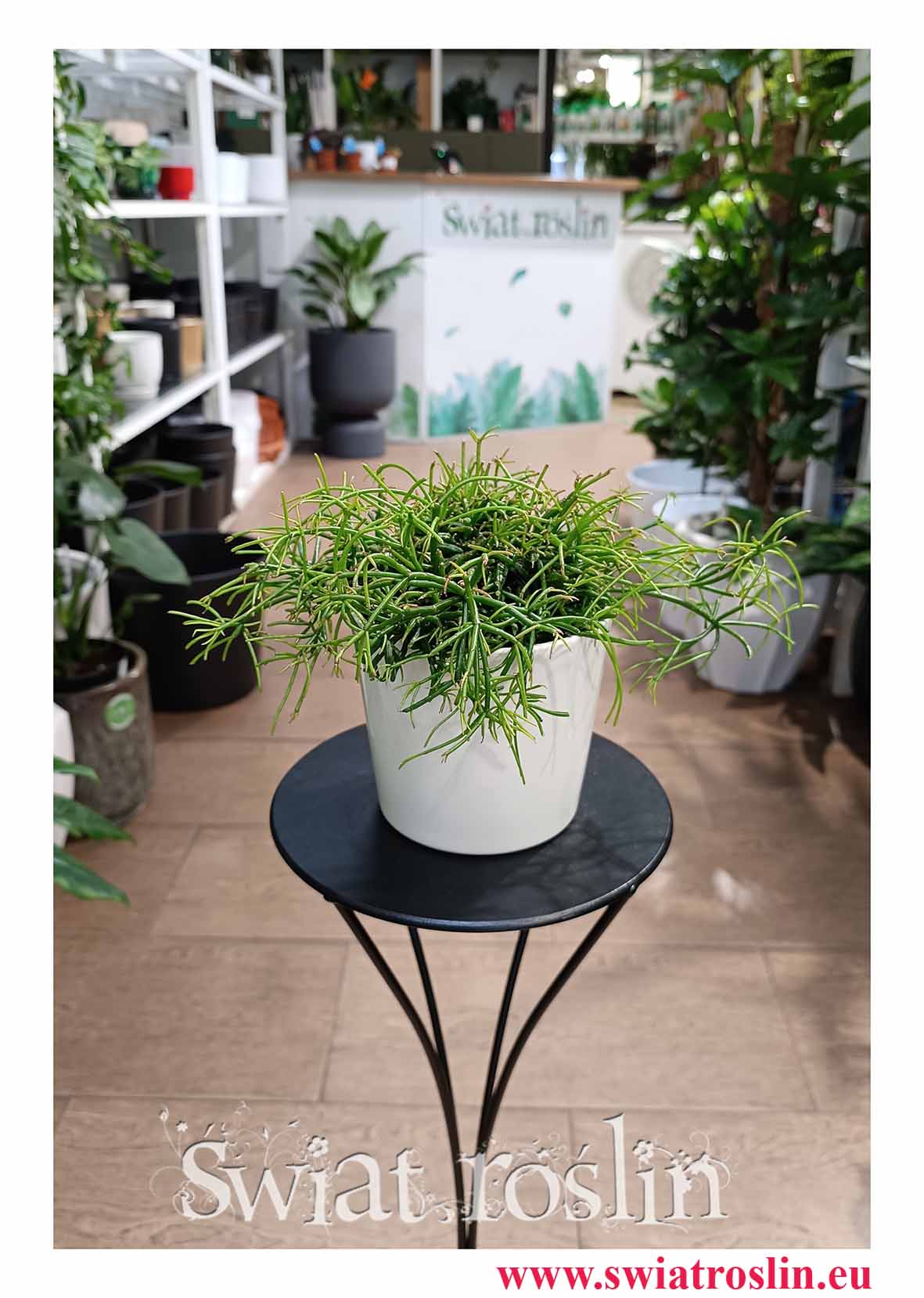 Mały Rhipsalis Baccifera Oasis do biura do firmy do mieszkania do kawiarni na parapet, mały Rypsalis Baccifera Oasis sklep