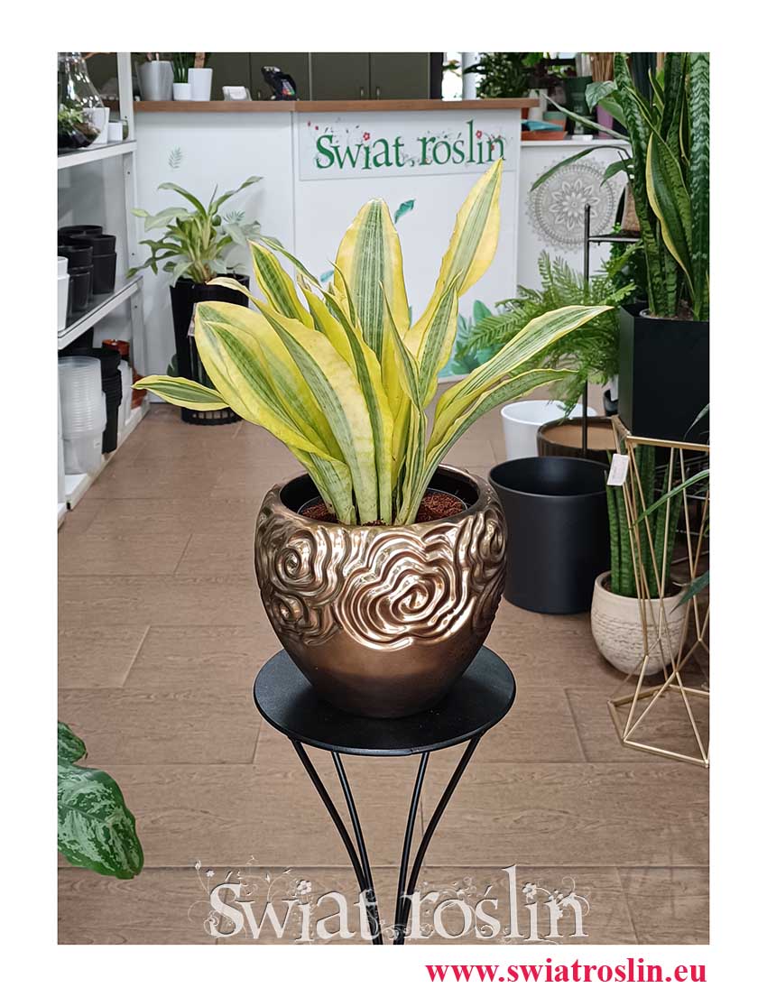 Modna roślina z instagrama do kolekcjonerów Sansevieria Aubrytiana Yellowstone, Sansewiera Yellowstone oczyszczająca powietrze