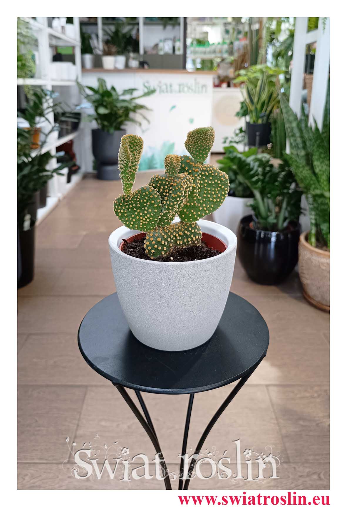 Opuncja Microdasys Cristata do biura do firmy do mieszkania na parapet do salonu z dostawą online, Opuntia Microdasys Cristata
